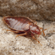 Illustration for article titled What Can You Do When Termites Are Taking Over?